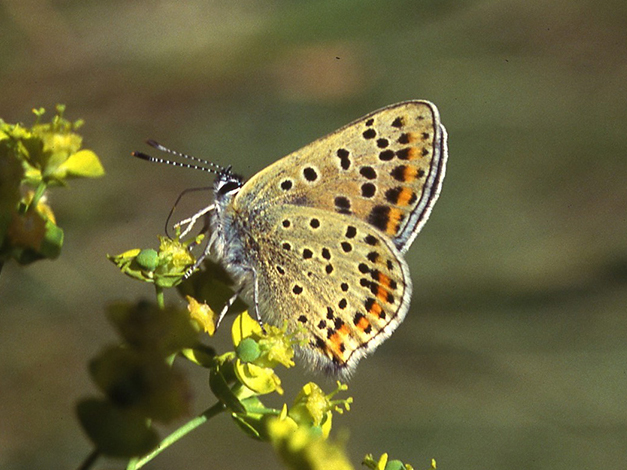 Brauner Feuerfalter